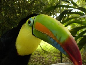 tucan