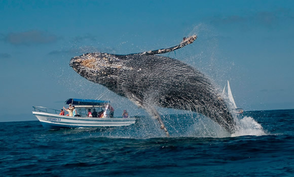 AVISTAMIENTO DE BALLENAS