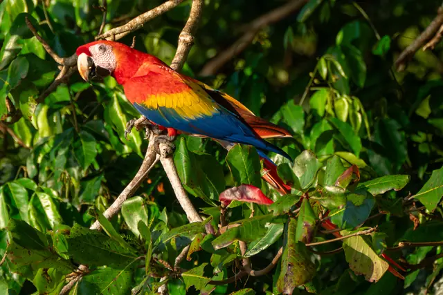 Lapa roja con plumas rojas, amarillas y azules entre las hojas