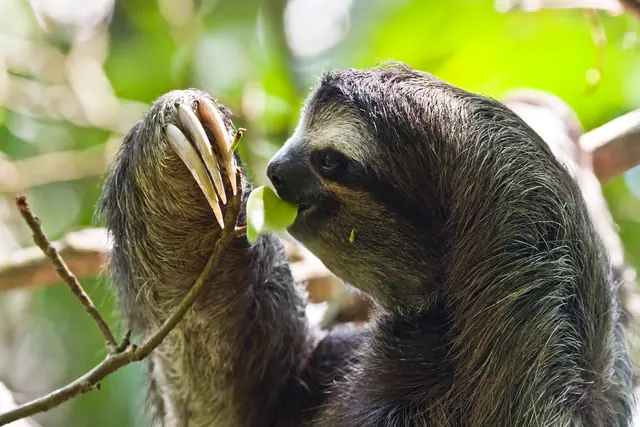 Perezoso de tres dedos comiendo hojas en un árbol